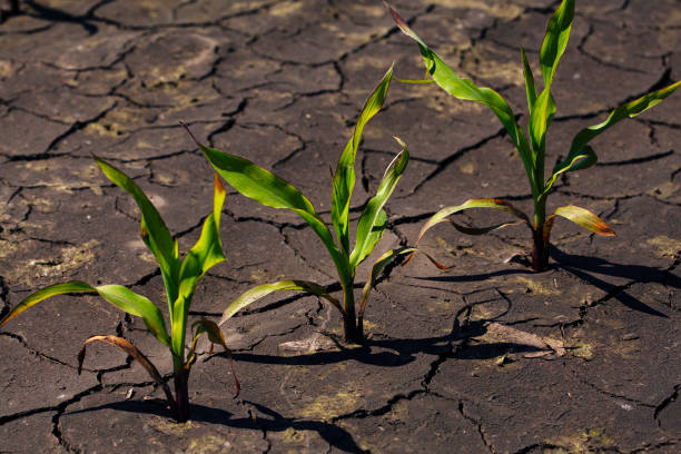 istock Dry cracked earth with plant struggling for life, drought 1134600151