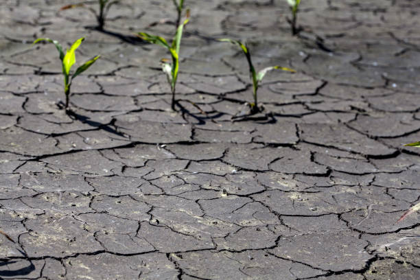 istock Dry cracked earth with plant struggling for life, drought 1134600154