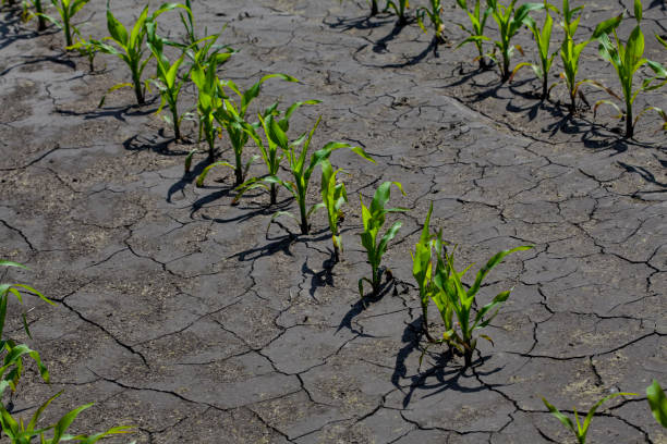 istock Dry cracked earth with plant struggling for life, drought 1134600182