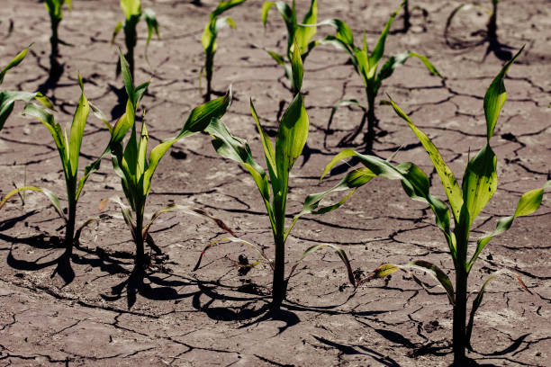 istock Dry cracked earth with plant struggling for life, drought 1134600186