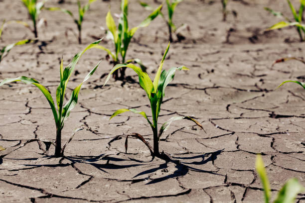 istock Dry cracked earth with plant struggling for life, drought 1134600288