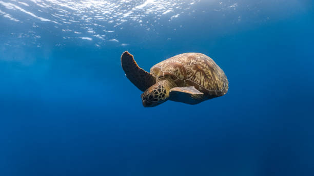 istock Green sea turtle descending from the surface after breathing 1134600307