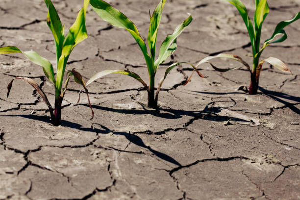 istock Dry cracked earth with plant struggling for life, drought 1134600853