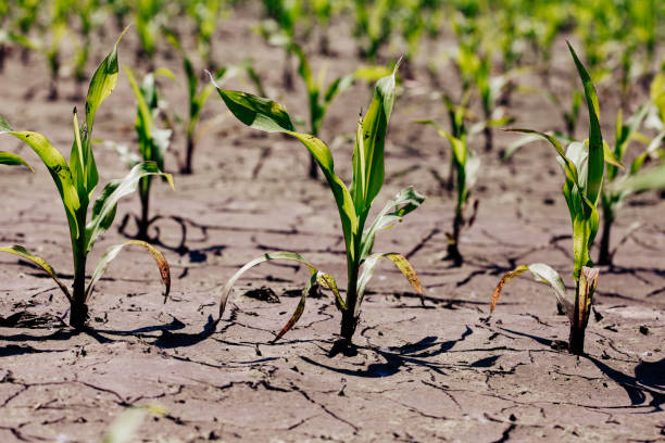istock Dry cracked earth with plant struggling for life, drought 1134600854