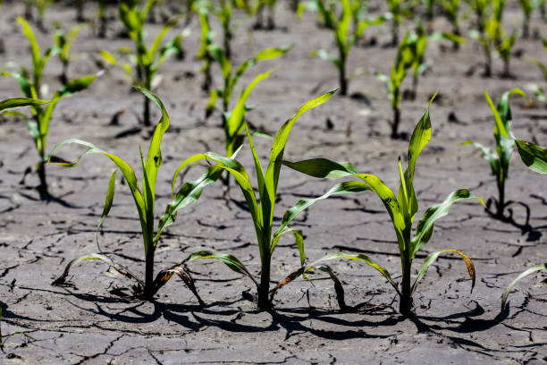 istock Dry cracked earth with plant struggling for life, drought 1134600875