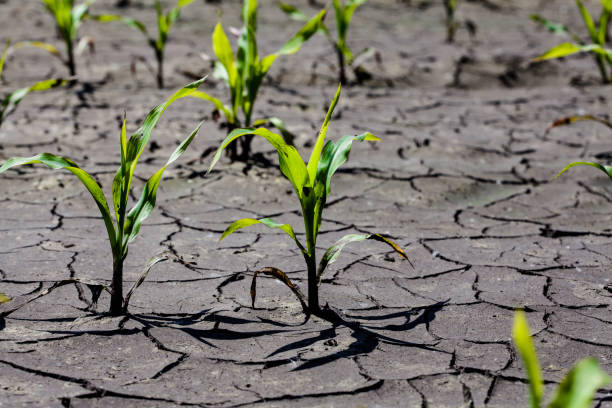 istock Dry cracked earth with plant struggling for life, drought 1134600876