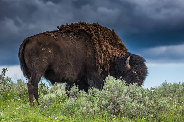 istock Large bison bull grazing in Yellowstone Park 1134601193