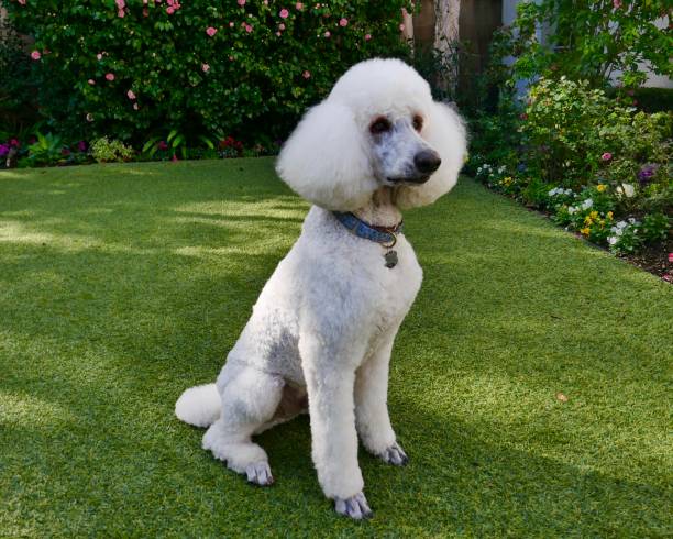 istock Standard Poodles in Backyard 1134601939