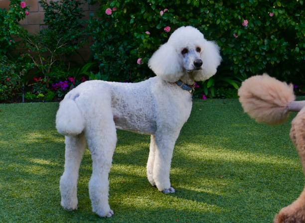 裏庭の標準的なプードル - standard poodle ストックフォトと画像