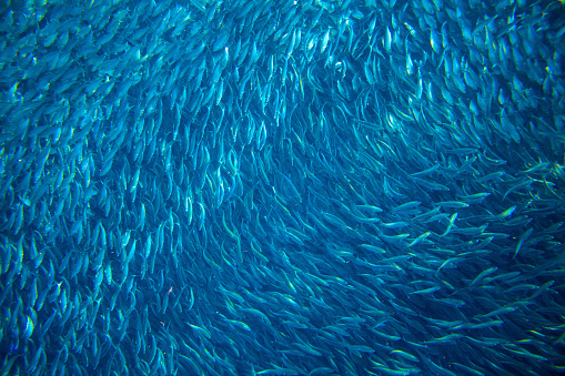 Saltwater sardine colony in ocean. Massive fish school undersea photo. Huge fish school swimming in seawater. Mackerel shoal. Oceanic wildlife. Sea sardines. Fishing for seafood. Salt water fish shoal