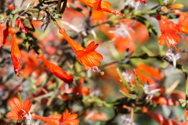 Close up of California fuchsia (Epilobium canum) wildflower California fuchsia shrub fuchsia flower photos stock pictures, royalty-free photos & images