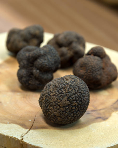 塊莖黑麯黴 - truffle tuber melanosporum mushroom 個照片及圖片檔