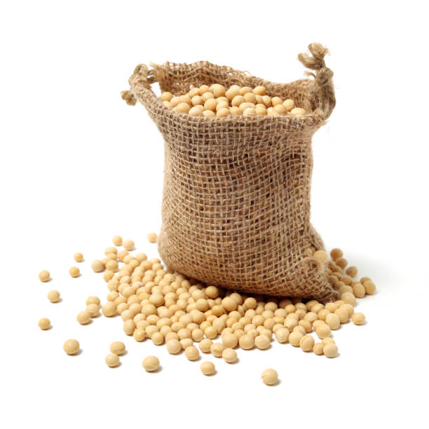 istock gold soybean isolated on white background 1134605433