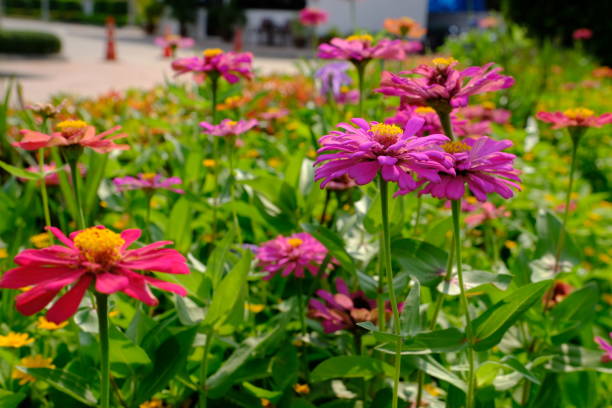 istock Zinnia elegans flowers in blooming season 1134605447