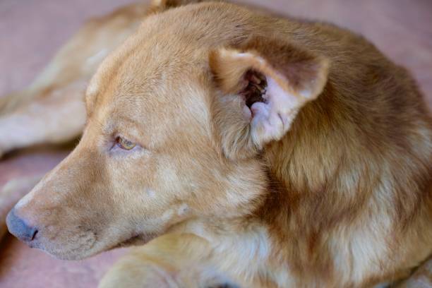 istock Half Golden Retriever Dog 1134605473