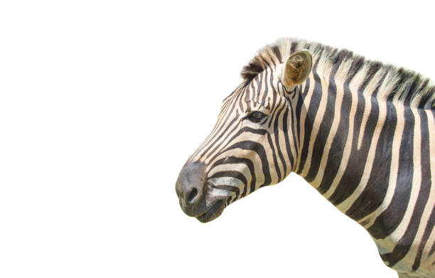 istock Zebra isolated on white background of file with Clipping Path 1134605532