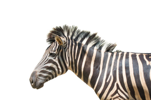 istock Zebra isolated on white background of file with Clipping Path 1134605533