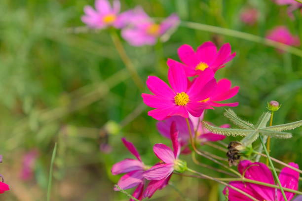 istock spring and blossom time of Cosmos flowers 1134605716