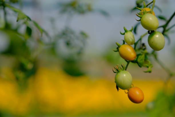 istock Organic Tomato fruits 1134605730
