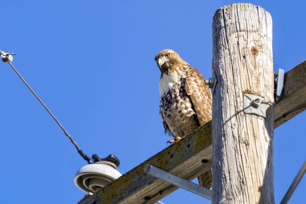istock Juvenile Red-tailed Hawk (Buteo jamaicensis) perched on wooden power pole, San Francisco bay, California 1134607632