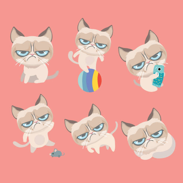 Funny vector set of grumpy cat. Funny vector set of grumpy cat. fat ugly face stock illustrations