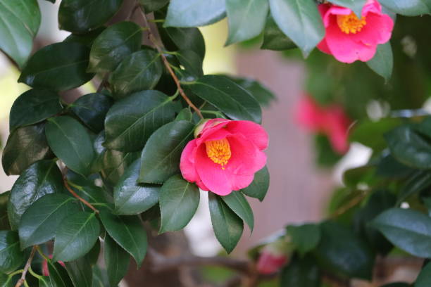 istock Camellia of the early spring 1134608651