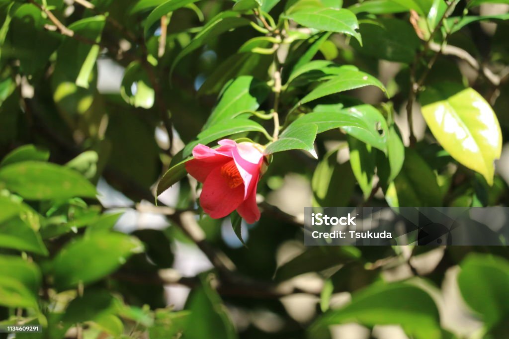 İlk baharda Camellia - Royalty-free Bahar Stok görsel İlk baharda Camellia - Royalty-free Bahar Stok görsel