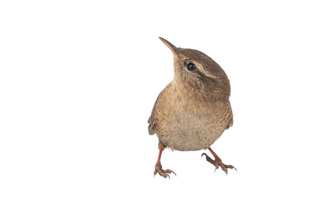 istock Eurasian Wren, Troglodytes troglodytes, isolated on white background. 1134610704