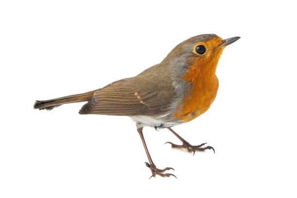 istock European robin, Erithacus rubecula, isolated on a white background 1134610705