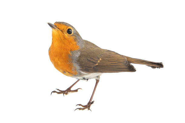 istock European robin, Erithacus rubecula, isolated on a white background 1134610709