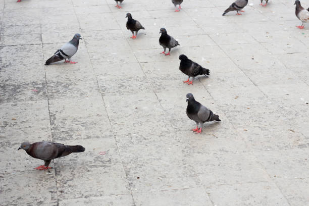 istock Doves are walking on the road 1134612572