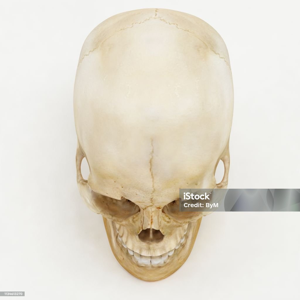 virkningsfuldhed Rendition kanal Top View Of Human Skull 3d Render Stock Photo - Download Image Now - Human  Skull, Cut Out, Skull - iStock
