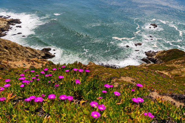 blick auf die küstenwildblumen am elefantensiegelpunkt, point reyes national seashore, kalifornien - point reyes national seashore northern california beach california stock-fotos und bilder