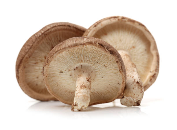 istock Shiitake mushroom on the White background 1134614499