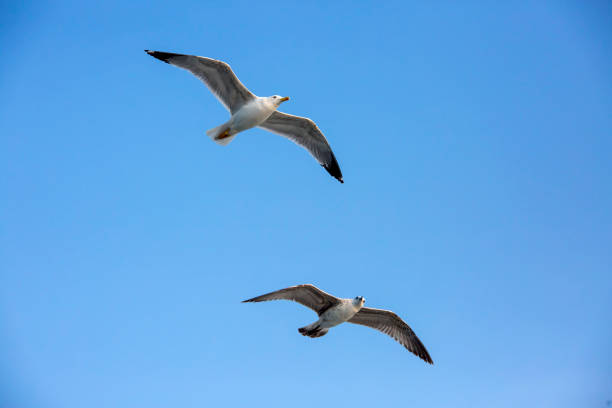 istock Seagull flying in a sky as a background 1134614692