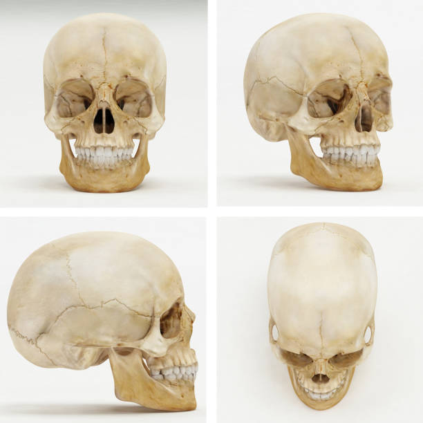 crâne humain-avant, perspective, gauche ou droite, vue de dessus-rendu 3d - crâne humain photos et images de collection