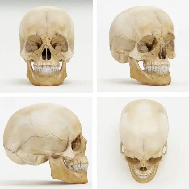 Human Skull - Front, Perspective, Left or Right, Top view - 3D Render