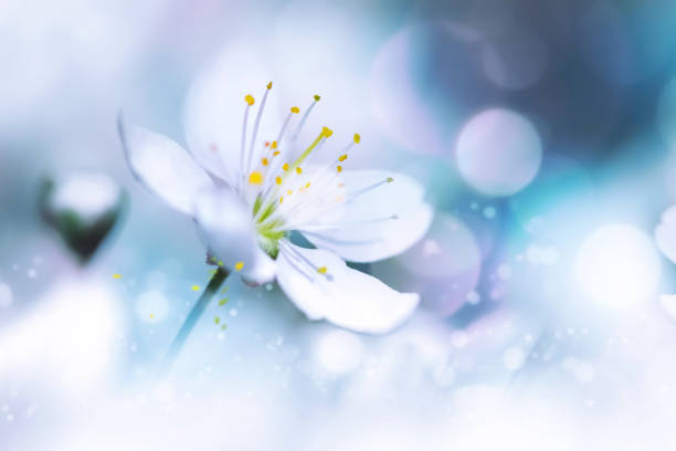 Delicate white cherry flowers. Artistic macro image. Spring summer background. Free copy space.