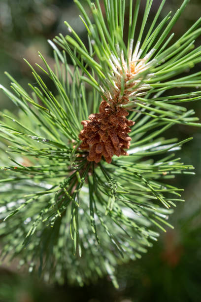 istock Evergreen pine or fir branch with cones 1134621400