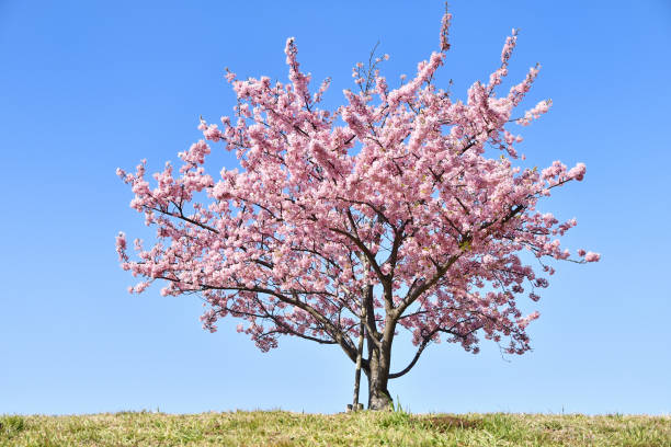 istock Ichikawa's kawazu cherry tree 1134623837