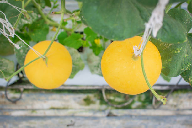 istock Cantaloupes Growing In Greenhouse 1134630480