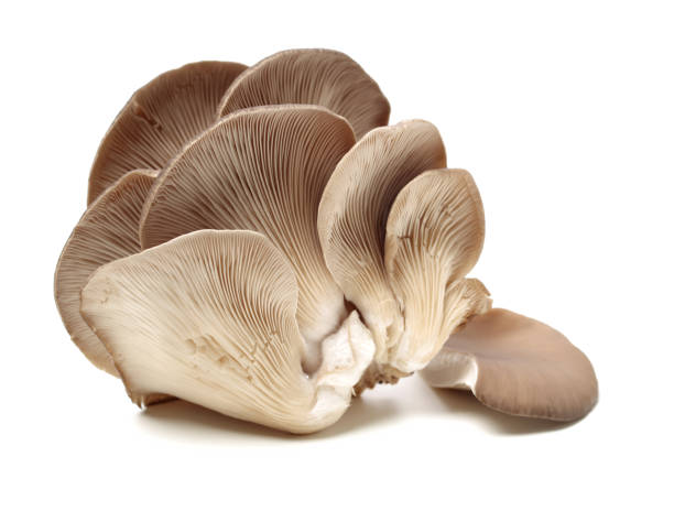 istock oyster mushroom on white background 1134632862