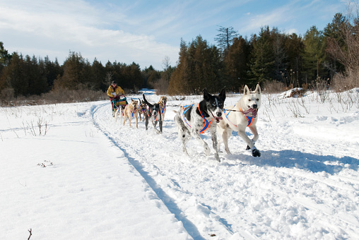 Team of six sled dogs pulling musher in open field at edge of forest during race. One of the lead dogs has boots on to protect it's feet. Day was sunny with fresh snow. background is evergreen trees. More mixed breeds are used now in racing than traditional huskies or malamutes. Dogs are bred for strength & endurance.