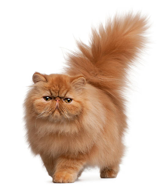 Front view of Persian kitten, 6 months old, white background.  persian cat stock pictures, royalty-free photos & images