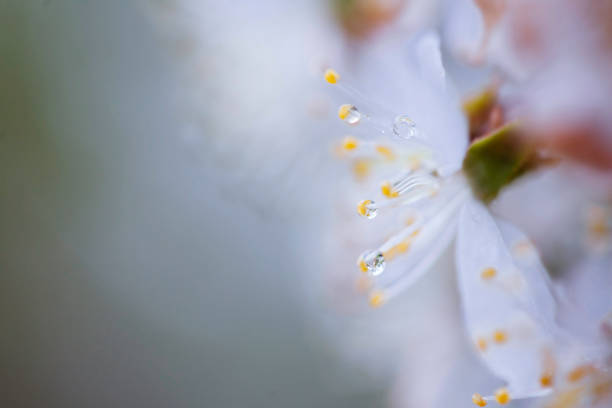 istock Closeup of blooming apple twig covered by water drops 1134644170