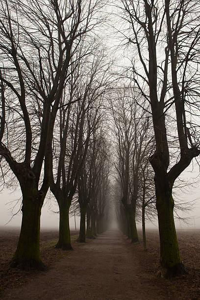 bäumen gesäumten straße mit nebel - street fog profile stock-fotos und bilder