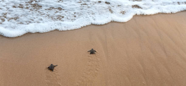 детские черепахи, делая это путь к океану - turtle young animal beach sea life стоковые фото и изображения