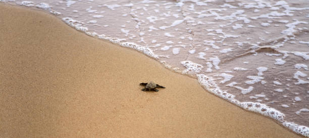 le tartarughe fanno è la strada per l'oceano - turtle young animal beach sand foto e immagini stock
