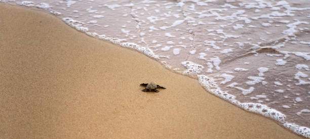 детские черепахи, делая это путь к океану - turtle young animal beach sea life стоковые фото и изображения