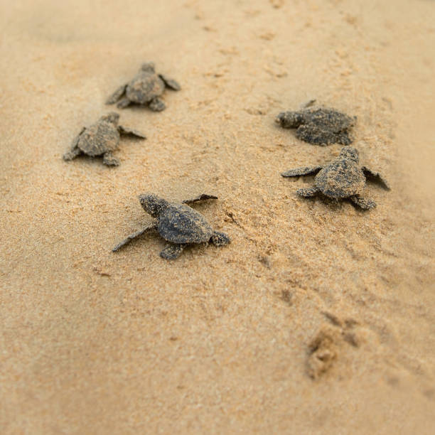 istock Baby turtles making it's way to the ocean 1134646170
